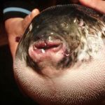 EAT AT YOUR OWN RISK LIVE MAGGOT CHEESE AND OTHER POISONOUS FOODS