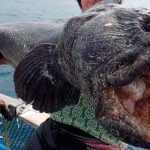 Fukushima The Japanese Chernobyl