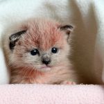 NYC Mayoral Candidate Would Let Kittens Die in Subway