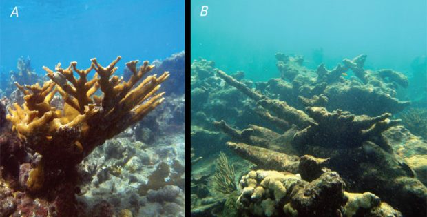 OCEAN ACIDIFICATION GLOBAL WARMING’S EVIL TWIN