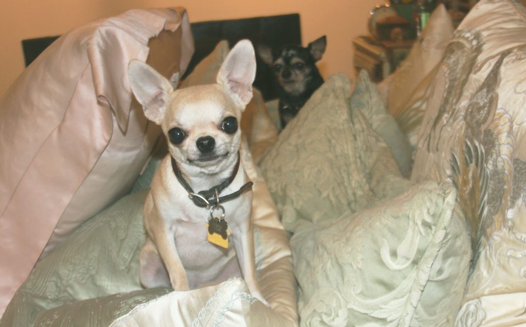  Lauren Ezersky's beloved Chihuahuas Harpo and Norma Jean. (Photo by Gazelle Paulo) 
