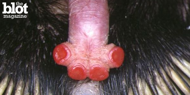 Human penises come in all shapes and sizes, but thankfully none look like these 10 bizarre, horrifying and awe-inspiring penises from the animal kingdom, like this four-headed echidna penis. (neatorama.com photo) 