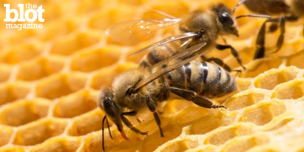 As today's farmers plant chemical-coated seeds to kill crop-devastating insects, it seems an important pest we actually need may also get buzzed off: Bees. 