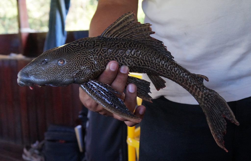 The catfish we used as piranha bait. (photo by Kirsten Koza)