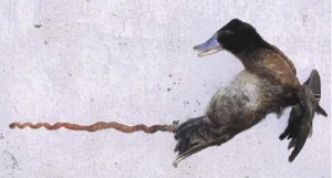 Argentine Lake Duck Penis (K.McCracken)
