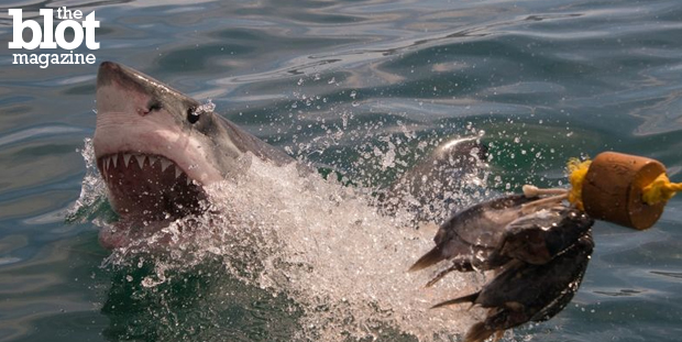 Warning: Don't read this if you are going into the ocean this summer becuase this is a list of the nine most gruesome shark attacks since 'Jaws' came out. 