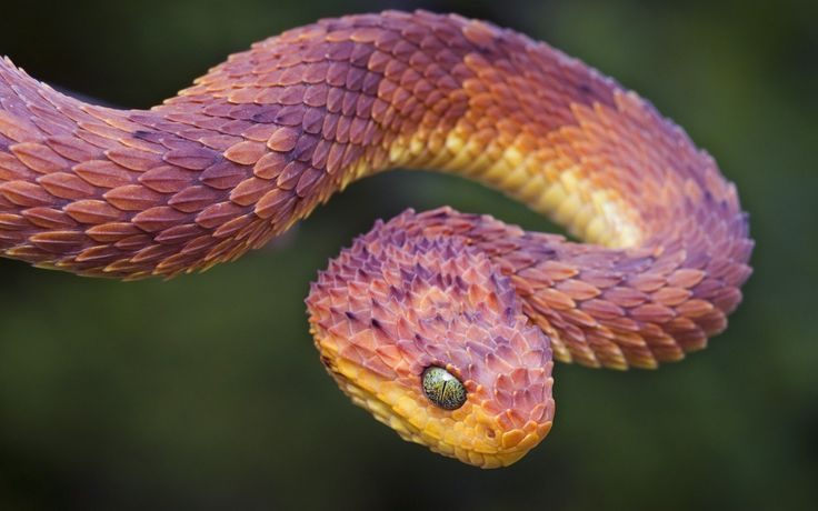 The 5 Most Badass Snakes We Did No Research On