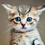 10 Ways to Tell if Your Cat or Kitten is Sick