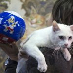 Achilles the Russian Psychic Cat Called 1st World Cup Game