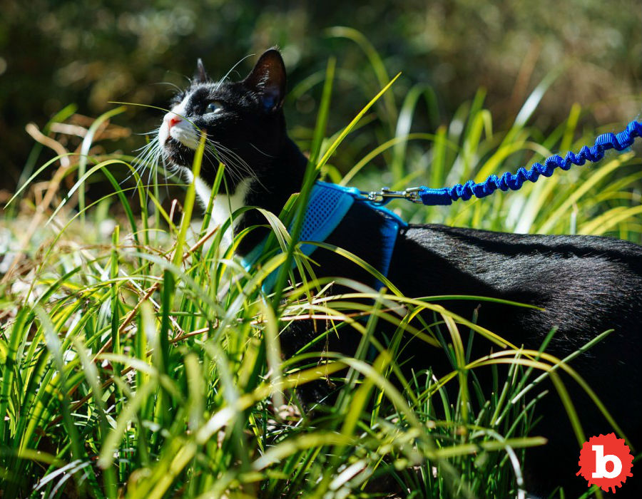 How to Walk your Cat on a Leash Outside
