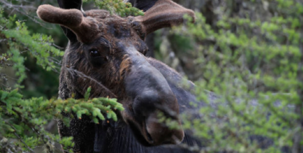 Tourists Hunt Pics of Moose, Moose Drowns in Lake