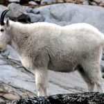 Mountain Goats Airlifted from Parks, Addicted to Human Pee