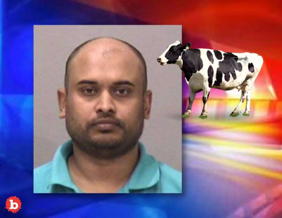 Cow Rapist Says Beast is Reincarnation of Dead Wife