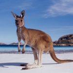 Police Rescue Drowning Kangaroo, Revive Wet Hopper