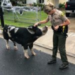 Bad Pig Escaped From Home, Police Lure it Back With Doritos