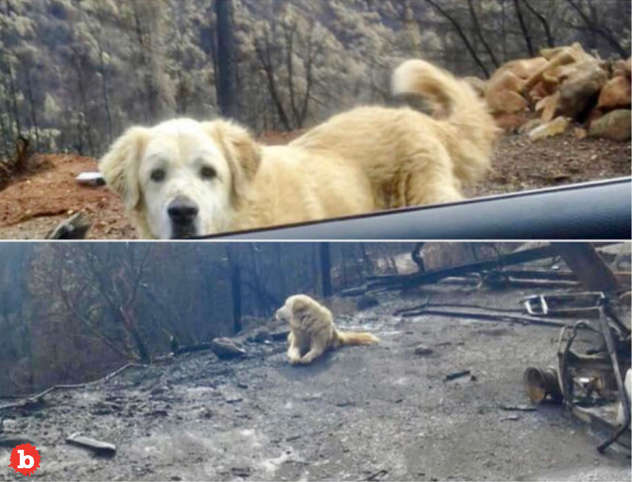 Guard Dog Found Alive at Home Destroyed by Cali Fire