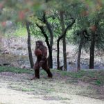 Mistaken for Bigfoot, Man Shoots at Other Montana Man