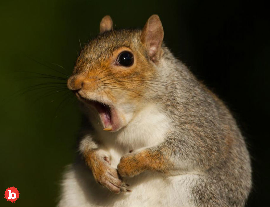 London Restaurant Makes Headlines With Gray Squirrel Lasagna