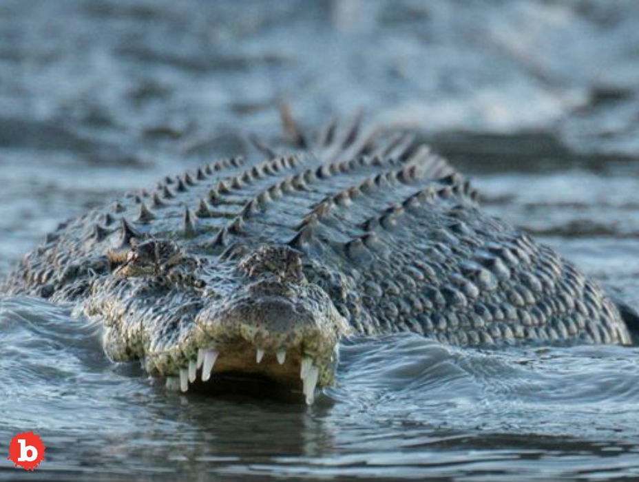Man Jumps Into Croc River to Impress Girl Gets Mauled