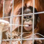 Orangutans Shock Swiss Zoo After Paternity Test