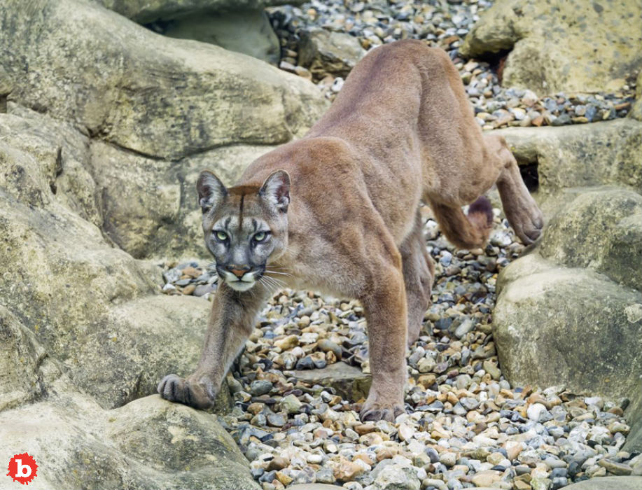 Runner Chokes Attacking Mountain Lion to Death