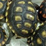 Animal Smuggler Abandons 1529 Turtles at Manila Airport