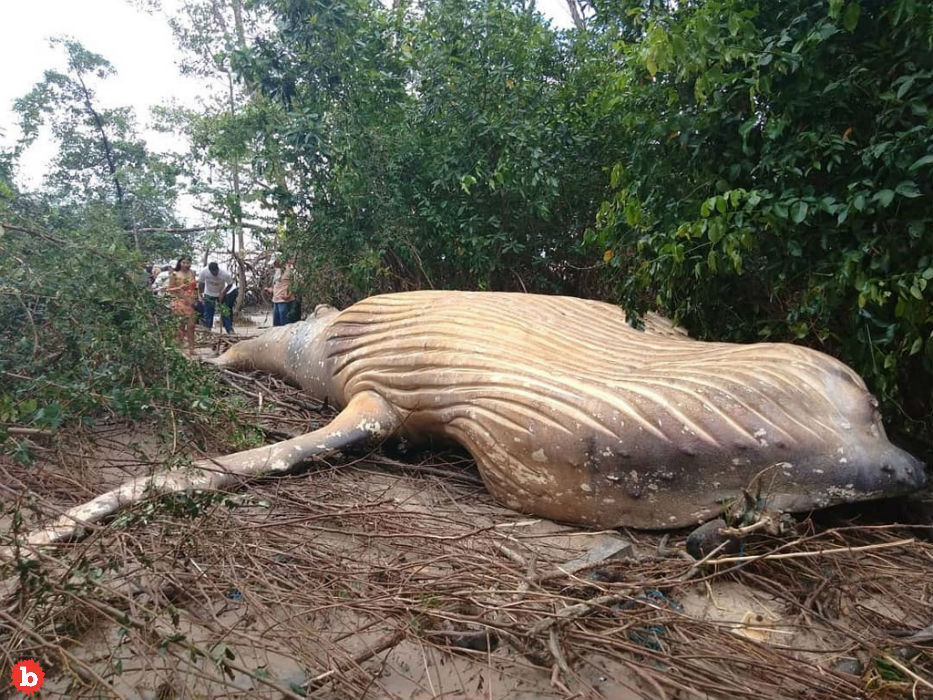 Dead Humpback Whale Carcass Appears Inside Amazon Jungle