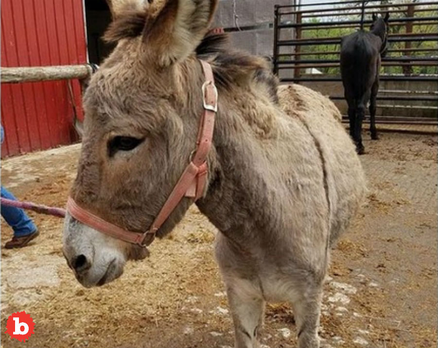 Maryland Authorities and Bystanders Catch Wandering Loose Donkey