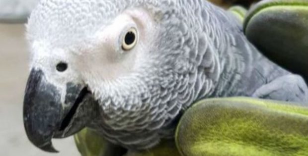 Mystery Parrot Hugo Finds Owner Speaking Slovak