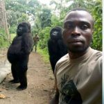 Did Gorillas Pose or Photo Bomb With Ranger For Selfie