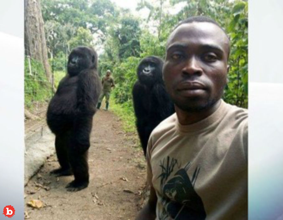 Did Gorillas Pose or Photo Bomb With Ranger For Selfie