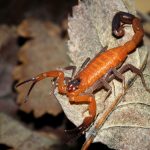 Canadian Woman Discovers Poisonous Scorpion 3 Weeks After Cuba Trip