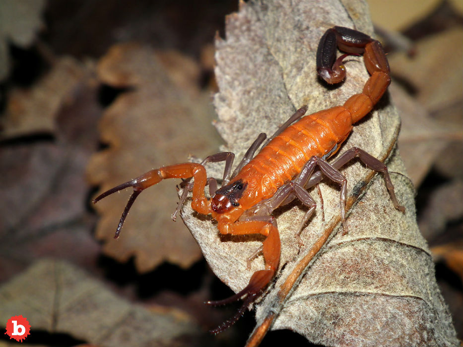 Canadian Woman Discovers Poisonous Scorpion 3 Weeks After Cuba Trip