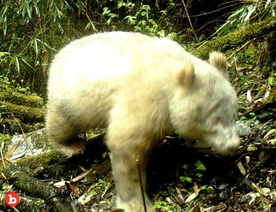 First Ever Albino Panda Bear Caught on Camera in China