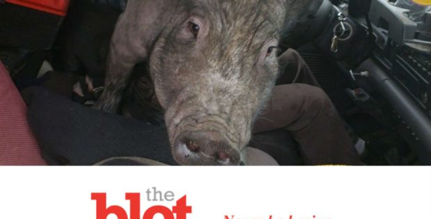 Minnesota Police Pull Over Driver With 250lb Pig in Lap
