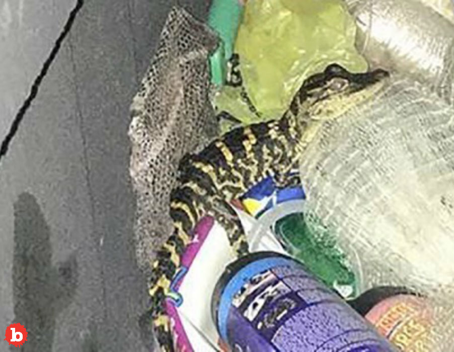 Police Pull Woman Over Woman Pulls Gator From Leggings