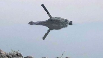 Woman Photos Alligator in Texas Lake With Knife Stuck in Head