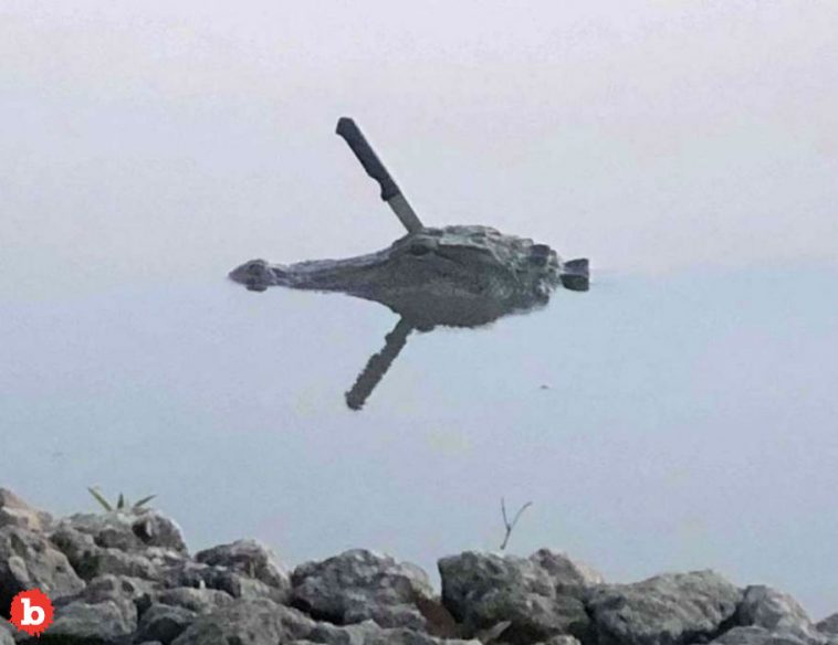 Woman Photos Alligator in Texas Lake With Knife Stuck in Head
