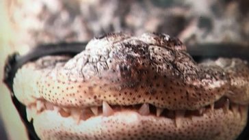 Chicago’s Humboldt Alligator, Chance, Finally Captured