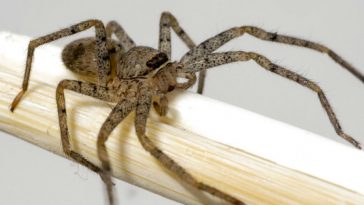 Brown Recluse Spider Took Up Residence in Missouri Woman’s Ear