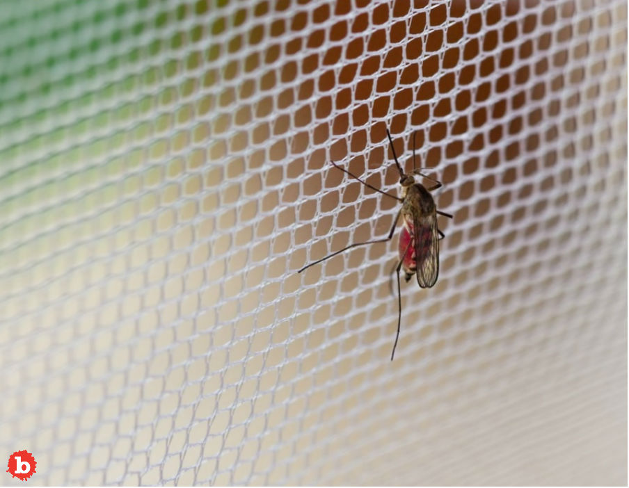 Graphene in Your Clothes Could Be Perfect Mosquito Repellant