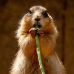 Piece of Denver Shut Down Because of Prairie Dogs With Plague
