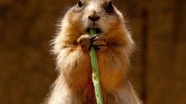 Piece of Denver Shut Down Because of Prairie Dogs With Plague