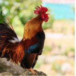 Australian Woman Killed by Pecking Rooster