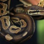 Hunt On For 3-Foot Escaped Python Kai in Wisconsin High School