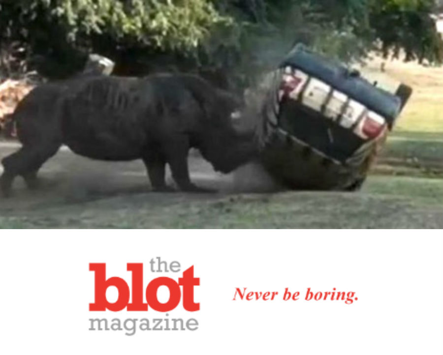 Rhino Flips Over Car, Gamekeeper at Serengeti Safari Park