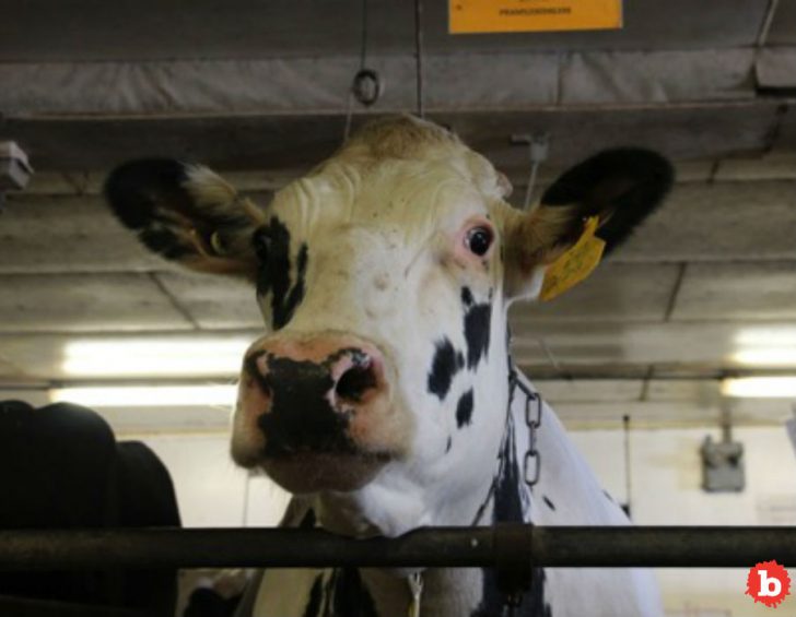 Bad News, 2 Holstein Bulls Sired Almost All American Dairy Cows