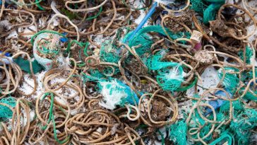 Birds Mistake Rubber Bands for Worms, Cover Island in Litter