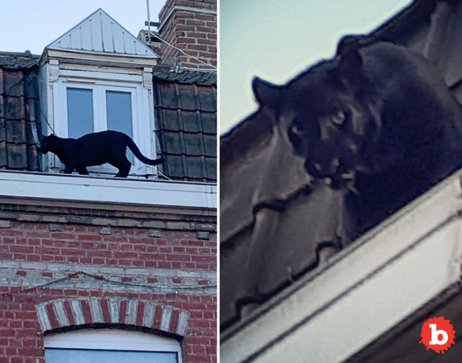 Northern France Town Has Black Panther Prowling the Rooftops