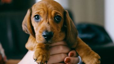 Infection Resistant to Drugs Tracked to Pet Store Puppies